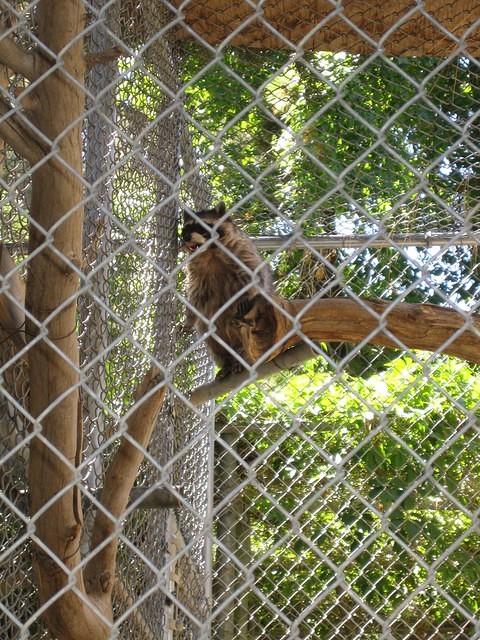 This raccoon was hilarious.  He kept climbing up and down the fence looking for a way out.