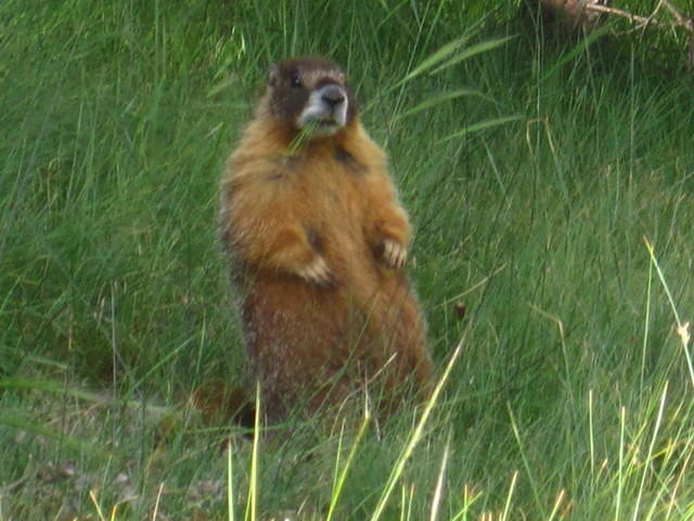 yellow bellied marmot