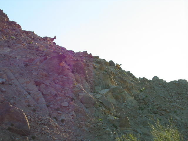 153-5370_IMG.JPG