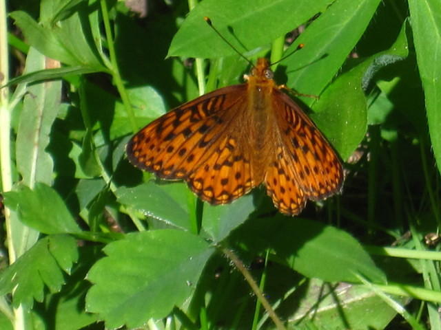 IMG_2645.JPG