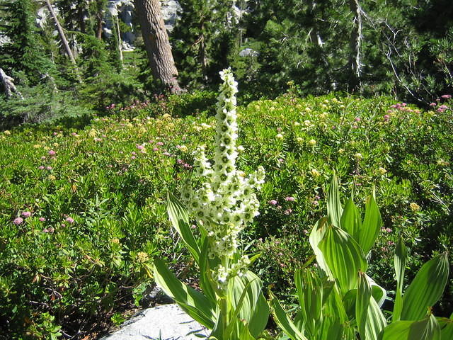 Corn Lily