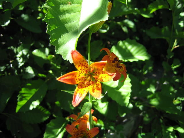 IMG_1709.jpg