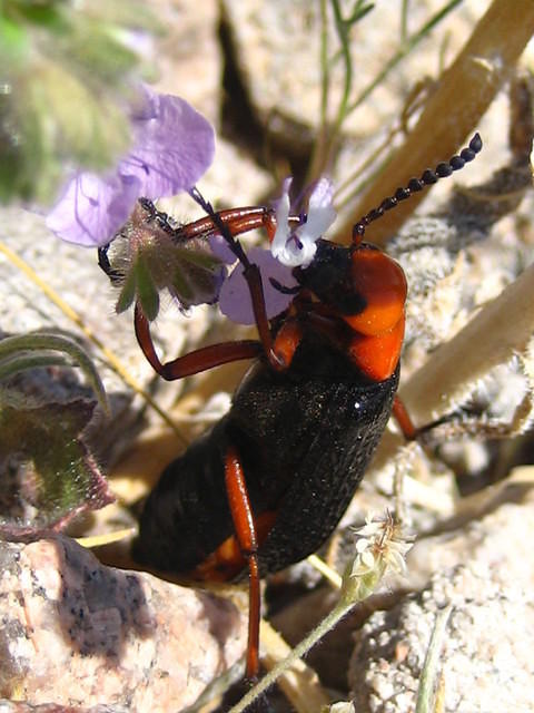 IMG_6000.jpg