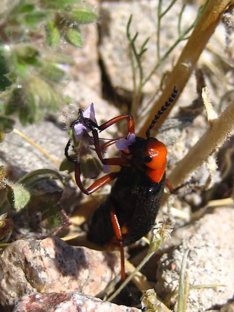 IMG_6001.jpg