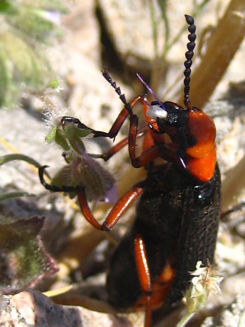 IMG_6003.jpg