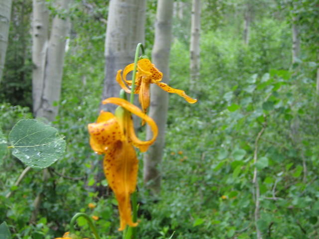 IMG_1541.jpg