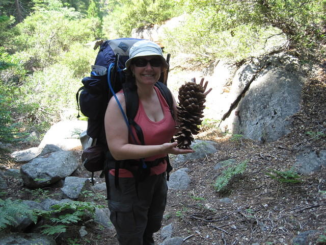 Big Sugar Pine cone