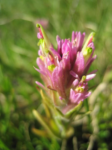 paintbrush flower