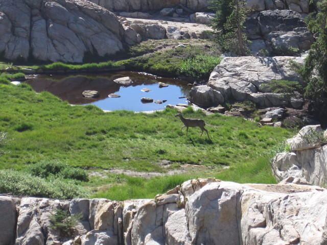 As we watched the grouse, a deer walked into the meadow.