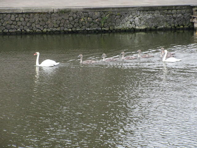 IMG 6594