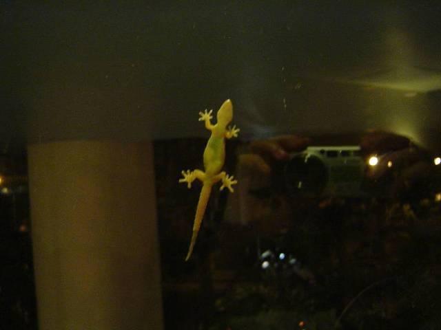Hello gecko!