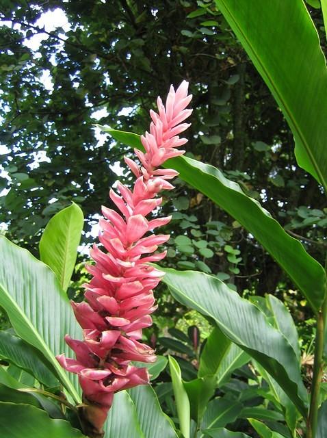 Pink ginger