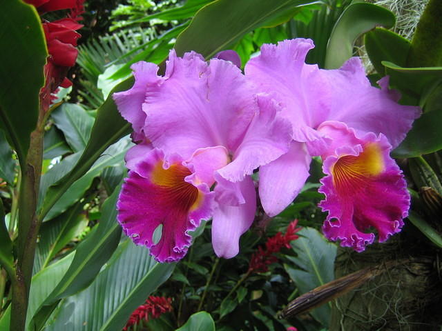Orchids