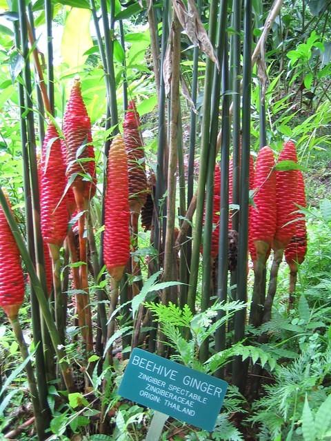 Beehive ginger