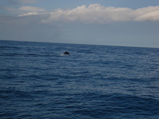 Dolphins!