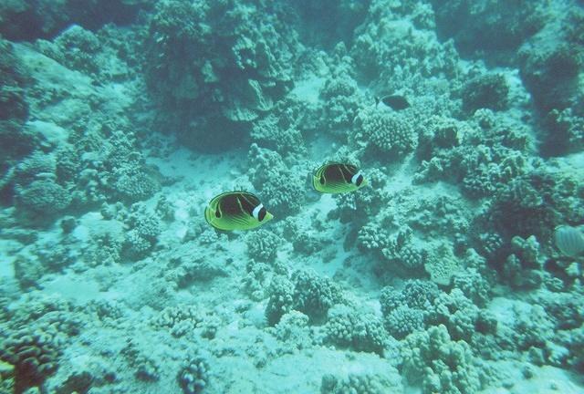 Raccoon butterfly fish