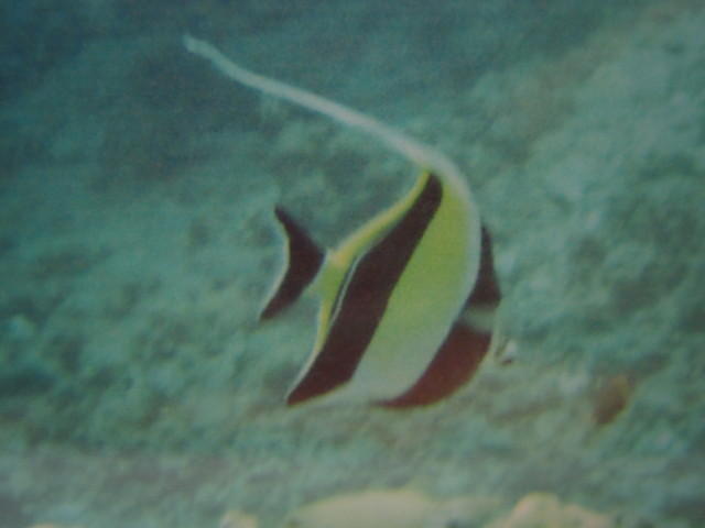 Moorish Idol (one of my favorites)