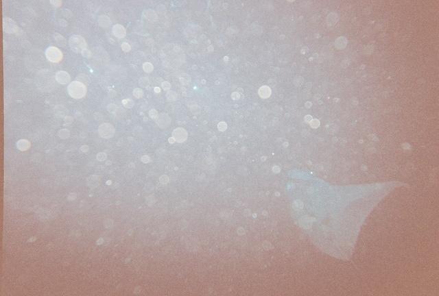 A manta ray arrives...