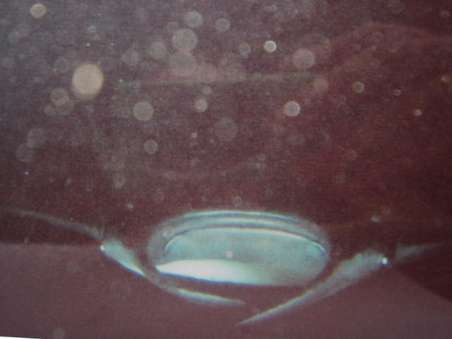HI (353ba.JPG