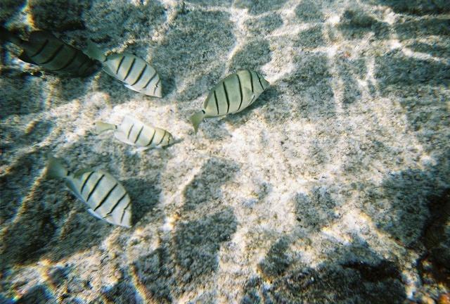 Convict Tang