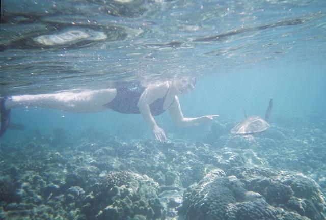 Carrie found a turtle!