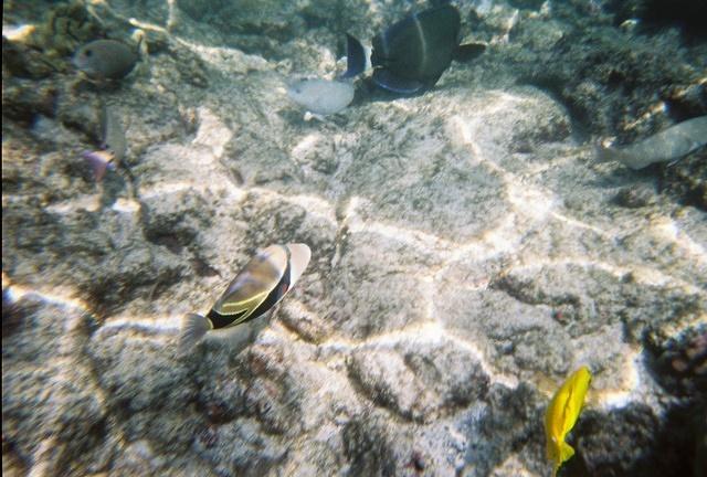 Humuhumu-Nukunuku-Apua'a (The Hawaii State fish)