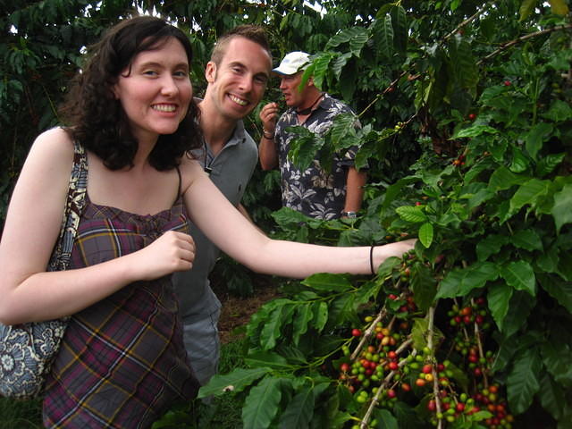 We got to pick and eat a coffee cherry which is the outer fruit.  Yummy!