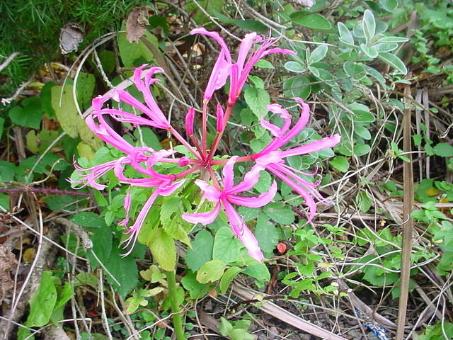 DSC01712.JPG