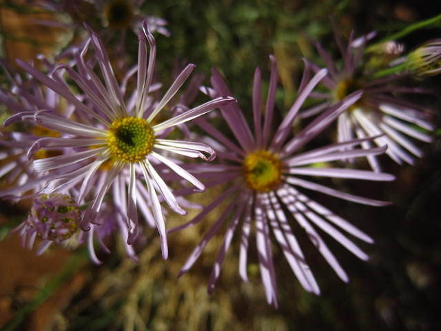 Desert Aster