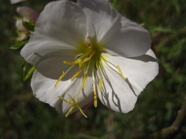 Cutleaf Evening Primrose