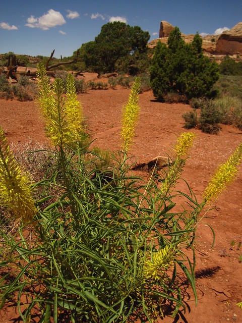 IMG_1233.JPG