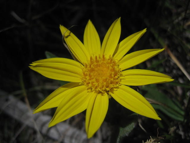 Heartleaf Arnica