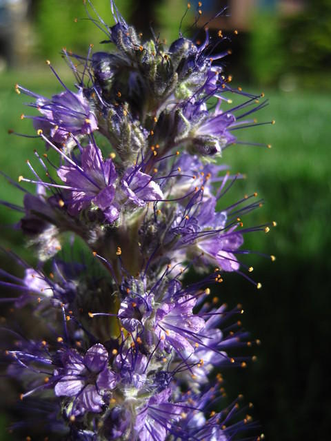 Purple Fringe