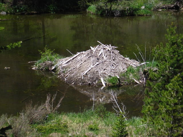 Beaver dam