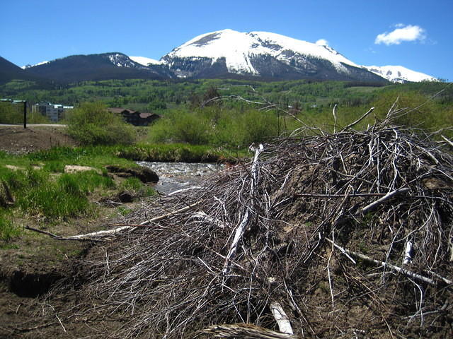 Another beaver dam