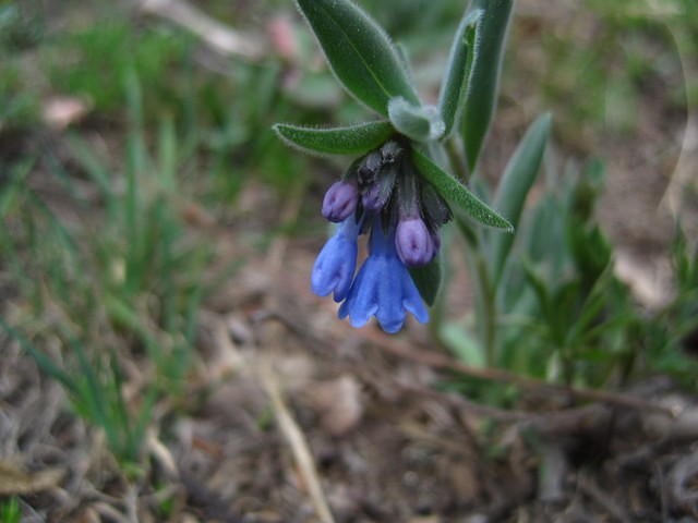 Lanceleaf Chimingbells