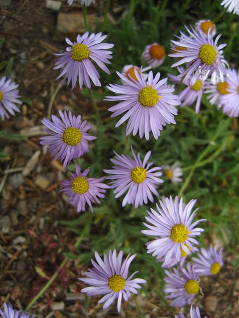 Aster