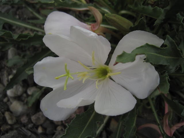 Evening Primrose