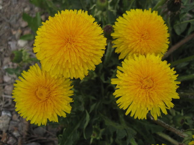 Colorado has the most beautiful dandelions I've ever seen.