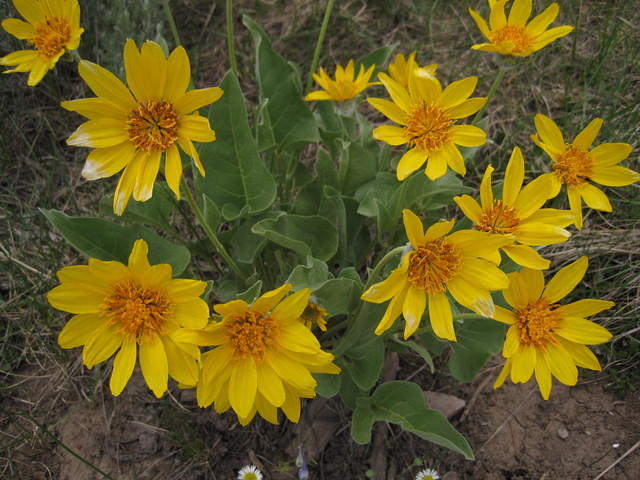 Balsam root