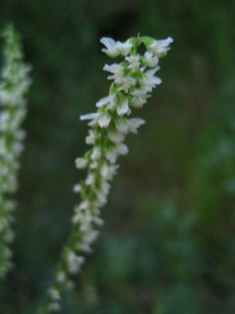 IMG_1738.JPG