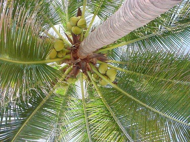 manzanillo 057.jpg