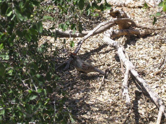 IMG_2679.jpg