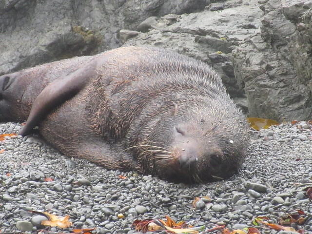 Good morning seal!