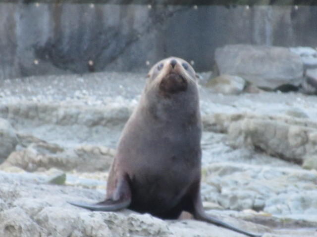 Lots of seals