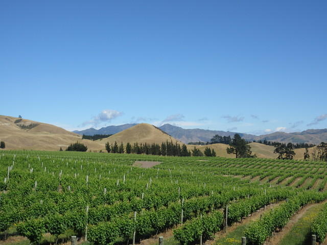 Vineyards in the Marlborough Region.