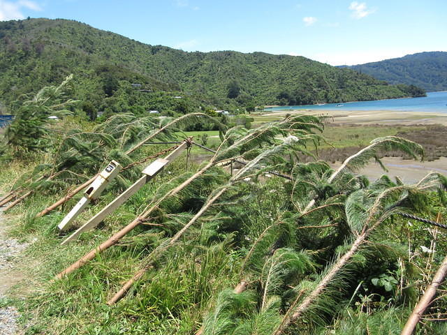 This is the New Zealand version of a Christmas tree.