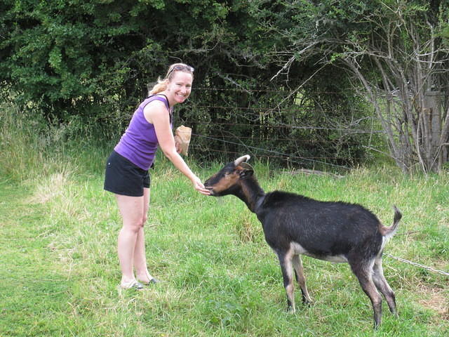 Feeding the goat at Smith's Farm