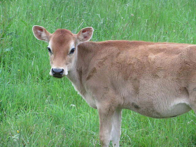 Moo!