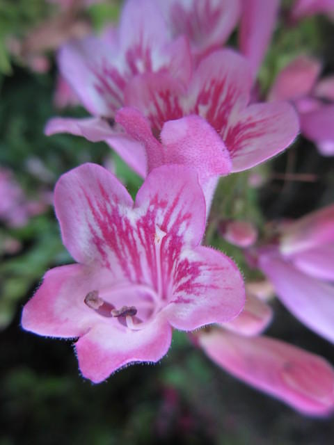 IMG_0719.JPG